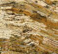 Strelley Pool Stromatolite - Billion Years Old #62750-1